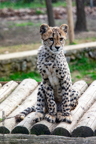 Guépard