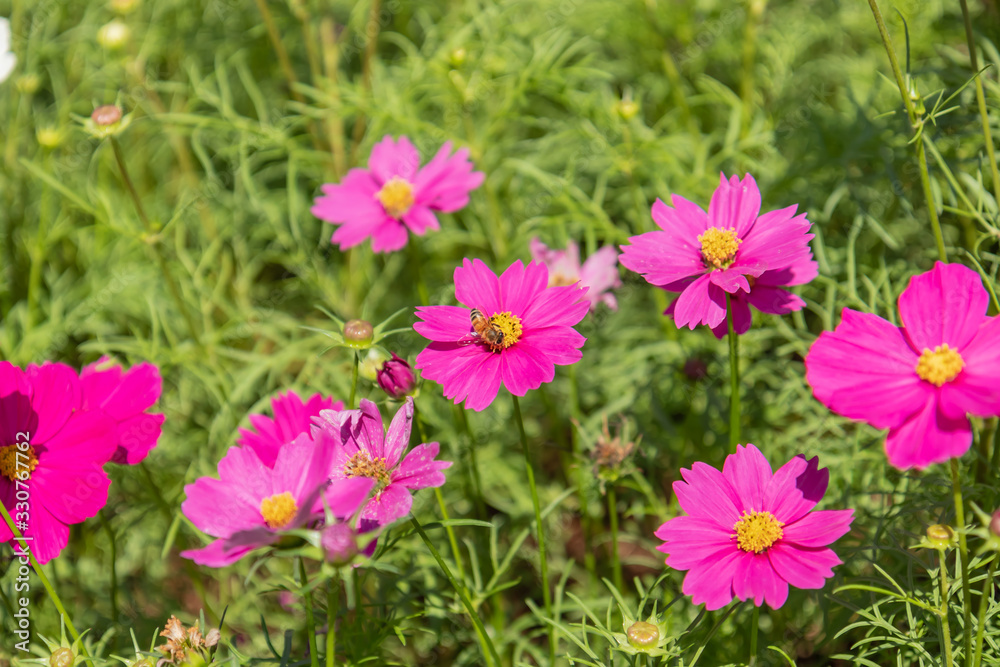 Cosmos variety of colors flowers in the garden, morning fresh air. Pollination with bee and flowers cosmos with sunshine. Cosmos variety of colors flowers in the garden, morning fresh air. Pollination with bee and flowers cosmos with sunshine.