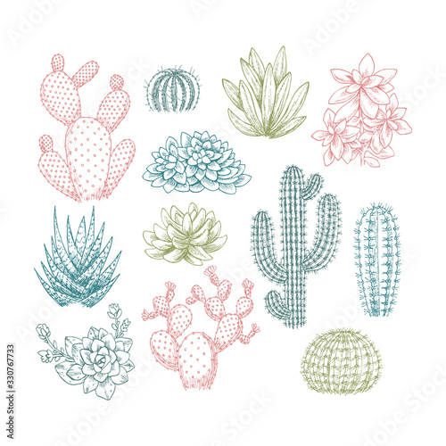 Cactus collection. Sketchy style illustration. Succulent set. Vector illustration