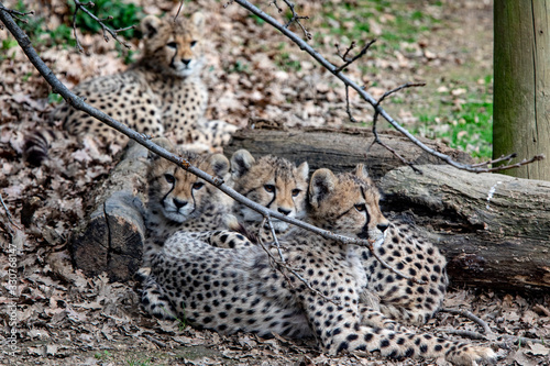 Guépard photo