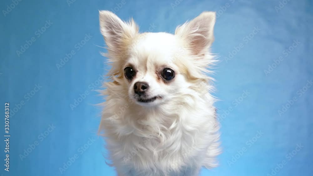 joyful, satisfied and happy white fluffy Chihuahua dog wags tail and moves his ears isolated on blue background, 4k joyful, satisfied and happy white fluffy Chihuahua dog wags tail and moves his ears isolated on blue background, 4k