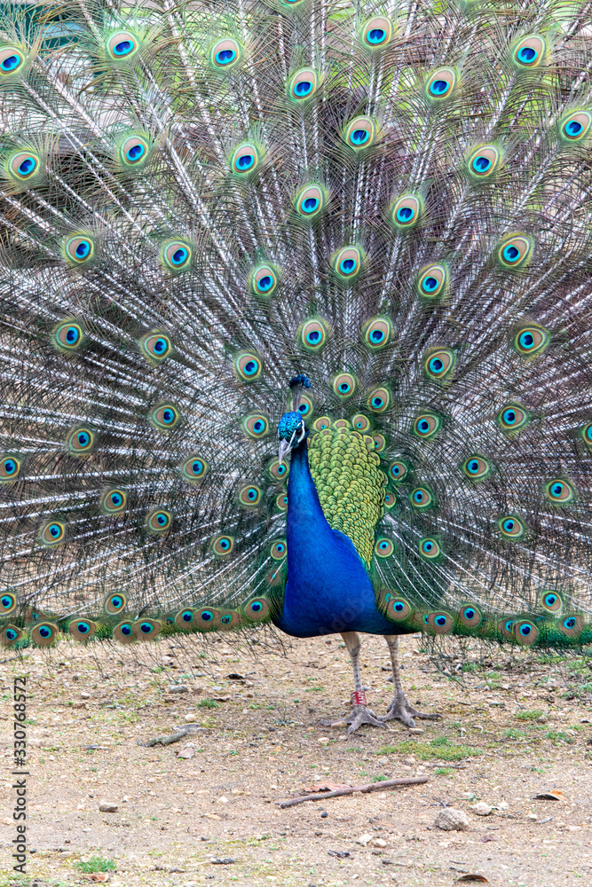 Naklejka premium Paon