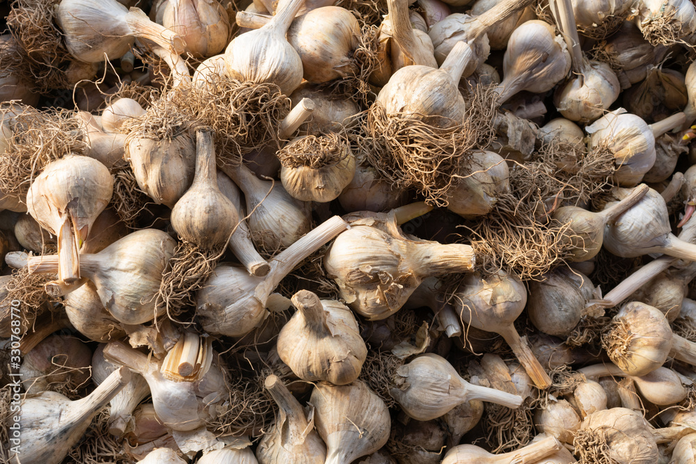 Background of a Pile of Organic Garlic Bulbs