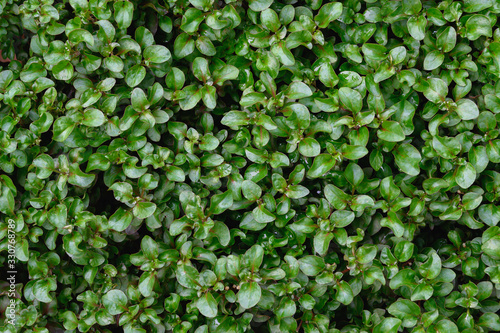Closeup green leaf of tree in nature with copy space on dark green background.