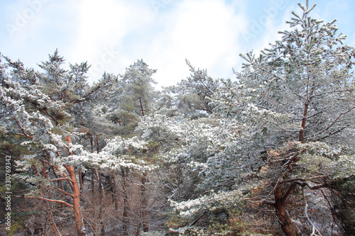 눈 내린 겨울 소나무