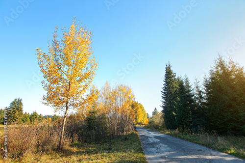 Empty country asphalt road with trees and field on sides, foliage coloured with autumn colours, clear sky above