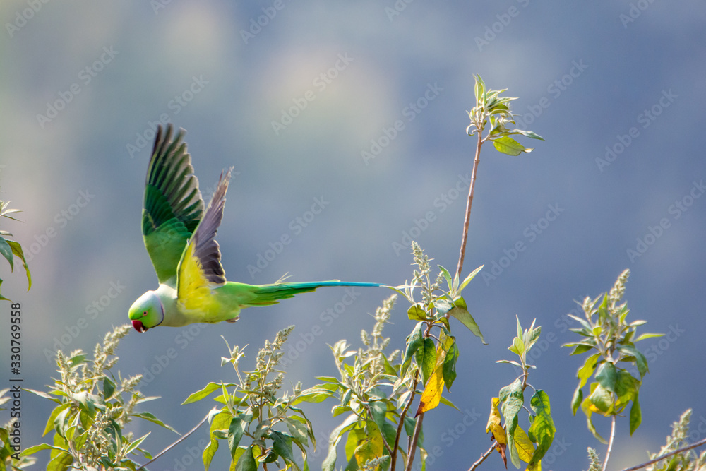 Fototapeta premium Photo of a male rose-ringed parakeet ( Psittacula krameri ) taking flight from a tree branch