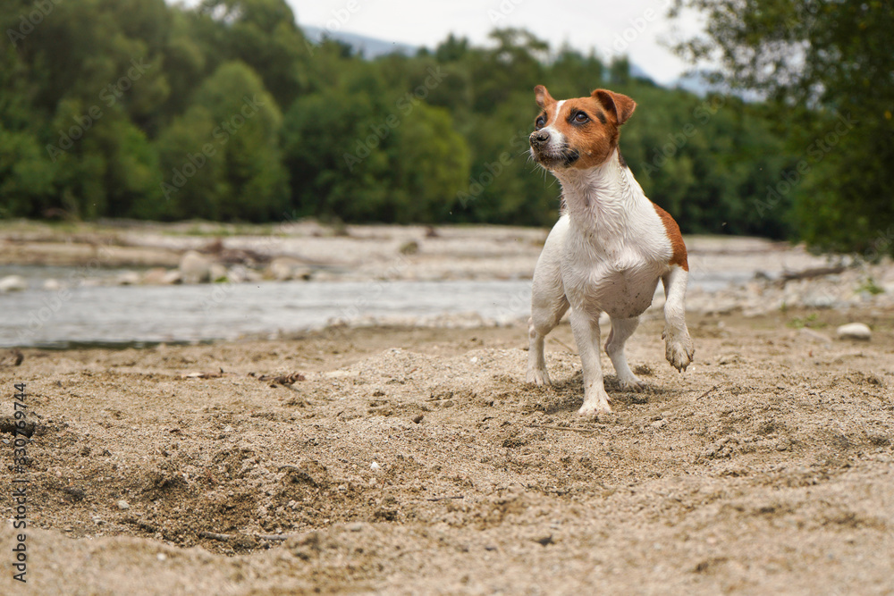 Small Jack Russell terrier dog standing on sandy beach near river, one leg up, looking attentively, blurred water and trees in background