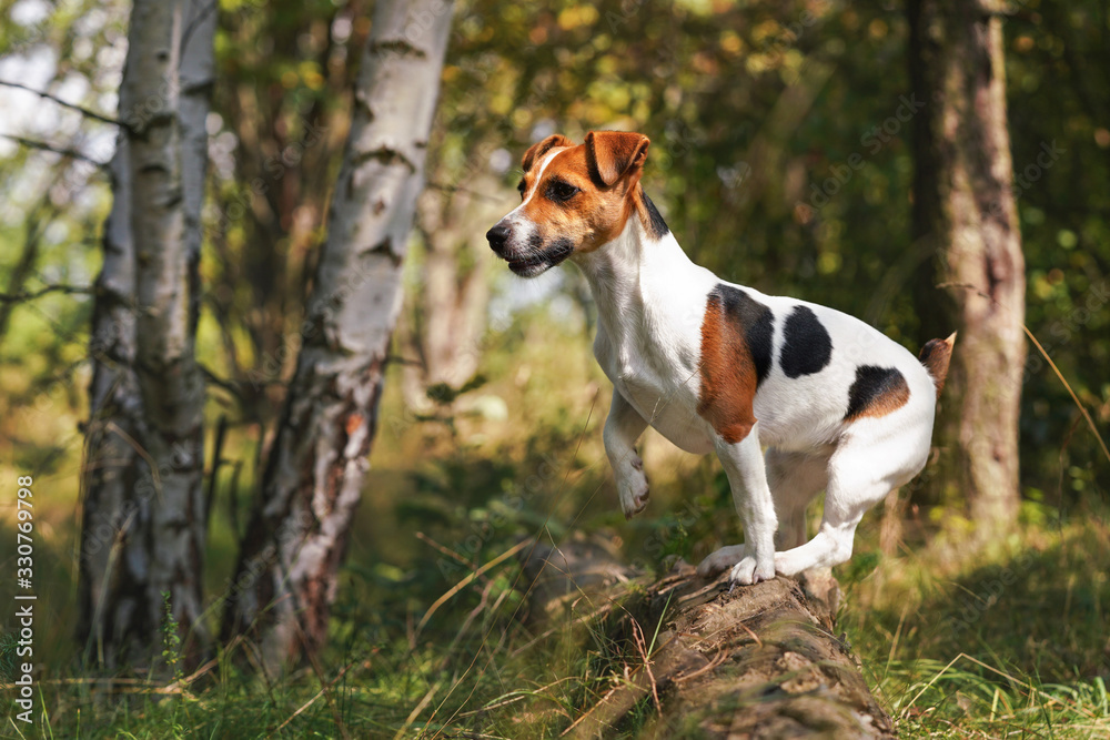 Small Jack Russell terrier standing in forest on wooden log, looking attentively, black and brown spots visible on her side. Blurred sun lit trees background Small Jack Russell terrier standing in forest on wooden log, looking attentively, black and brown spots visible on her side. Blurred sun lit trees background