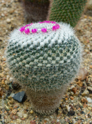 Cactus mammillaria hahniana with flowers