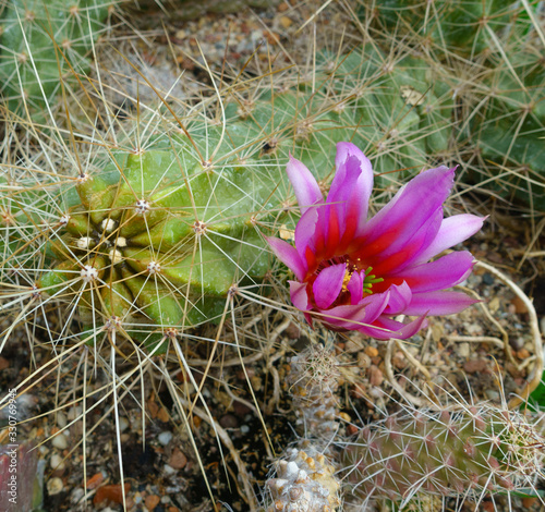 Cactus mammillaria with purplish pink flowers
