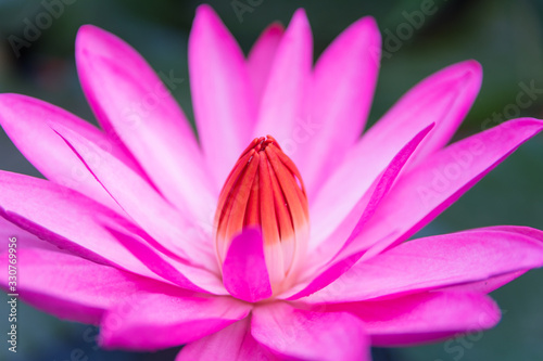 Pink Lotus Flower in the with green leaf in pond