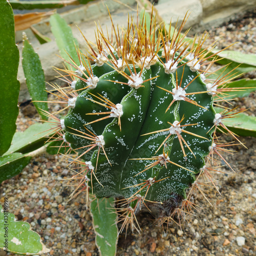 Cactus ferocactus glaucescens wuth spiral edges