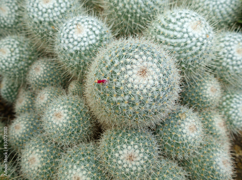 Cactus mammillaria geminispina