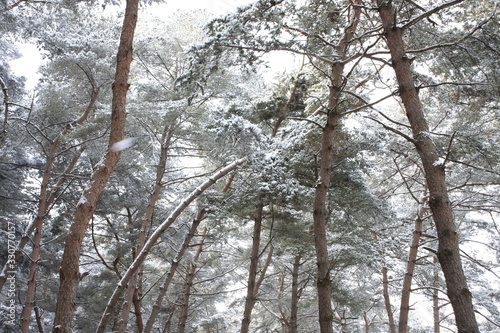 눈 내리는 겨울 산 속 소나무들