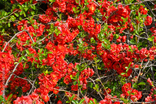 Closeup of blossom of Japanese quince or Chaenomeles japonica tree