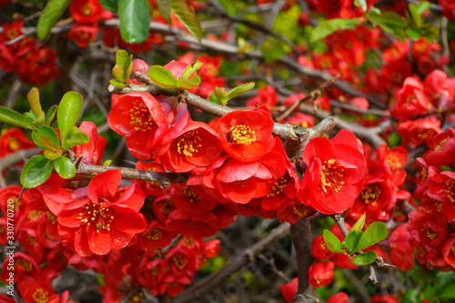 Closeup of blossom of Japanese quince or Chaenomeles japonica tree