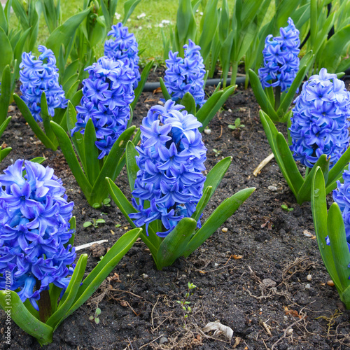 Beautiful flowering hyacinths