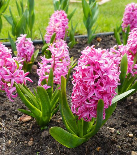 Beautiful flowering hyacinths