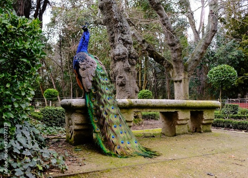 Fotografia peacock sitting in a bench of an urban park