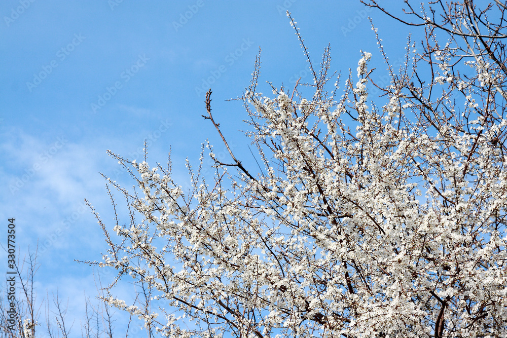Blooming fruit trees on a background of blue sky