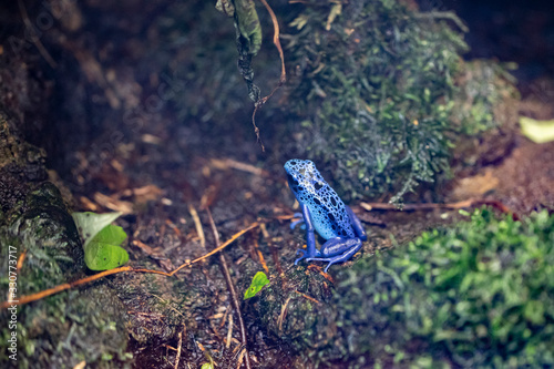Dendrobate bleue