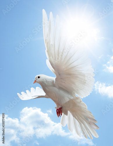 Dove in the air with wings wide open in-front of the sun