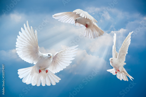 Fototapeta Naklejka Na Ścianę i Meble -  Dove in the air with wings wide open