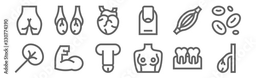 set of 12 human body icons. outline thin line icons such as gallbladder, breast, arm, muscle, heart, testicles