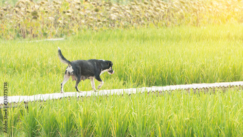 A stray dog  a mother  was walking on a bridge in the rice field.