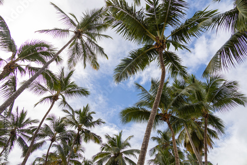 Beautiful, high tropical palms, against a blue sky with clouds. Wallpaper use. Tropical paradise.