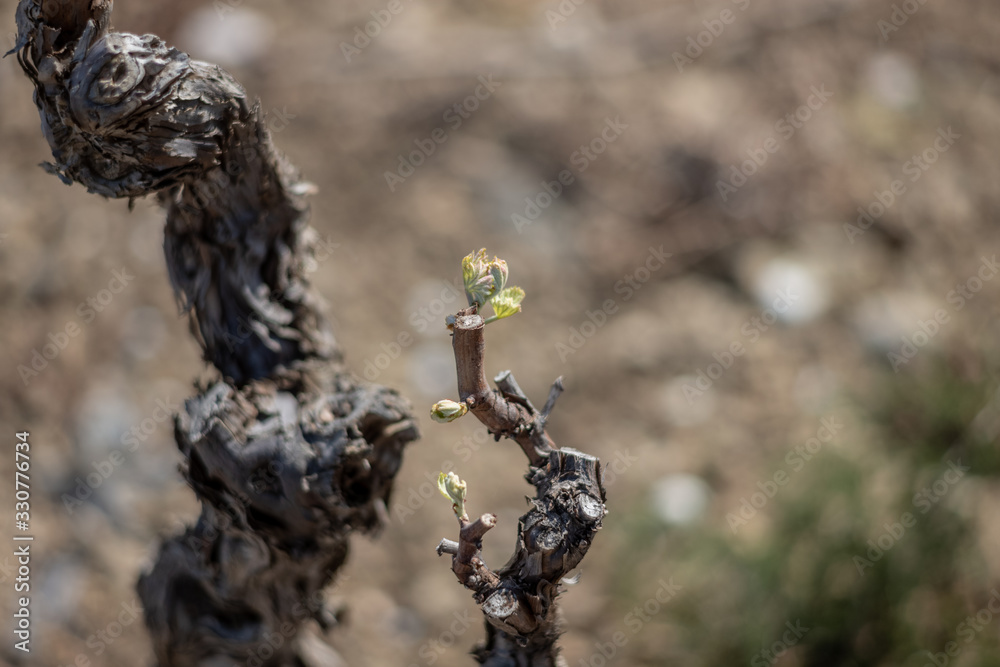Naklejka premium Vine buds