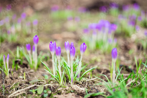  Early spring first flowers blooming. Violet crocus flowers close up macro on green background. © lamapacas
