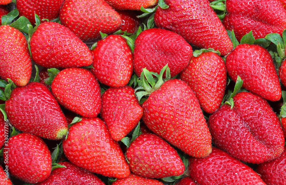 ripe strawberries just harvested ripe strawberries just harvested