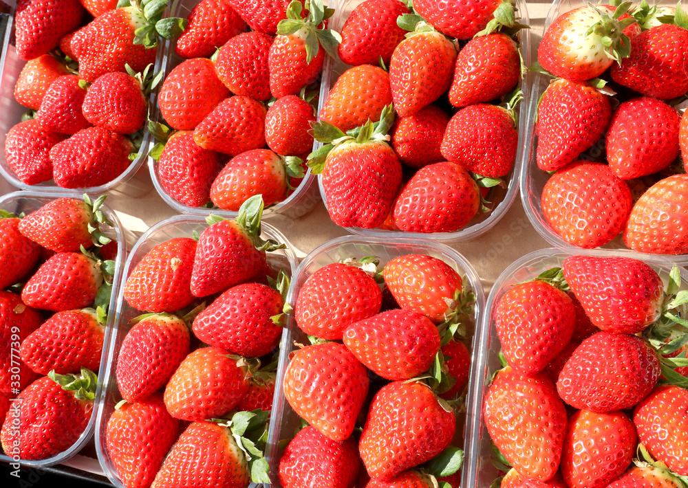 many baskets of freshly picked red strawberries for sale many baskets of freshly picked red strawberries for sale