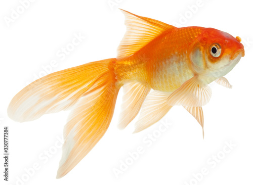 gold fish isolated on white © lotus_studio