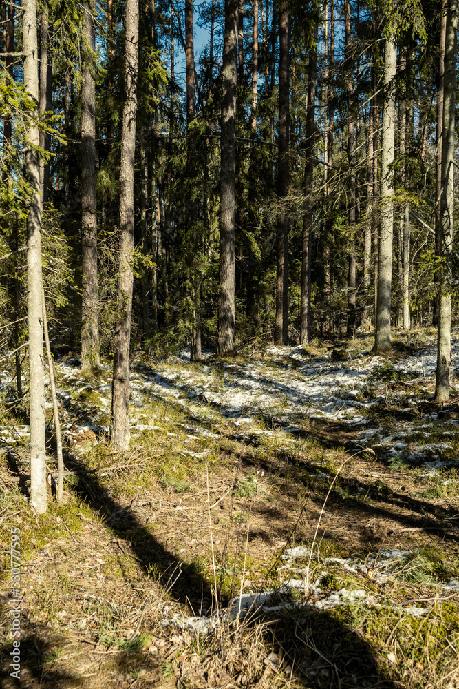 shadows under the trees in winter forest with low snow shadows under the trees in winter forest with low snow