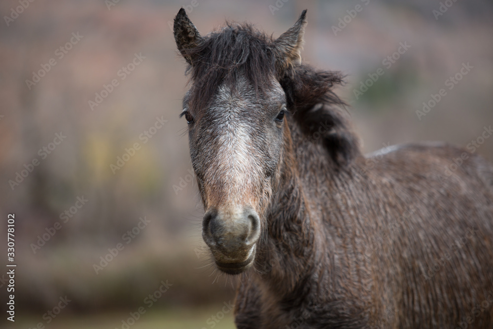 Dapple grey horse on a ranch. Close up picture of a Dapple Grey horse. 