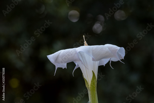 Datura flowerin nature, slective focus and close-up view, centered, with bokeh balls. Datura contains alkaloids that cause halucionations 