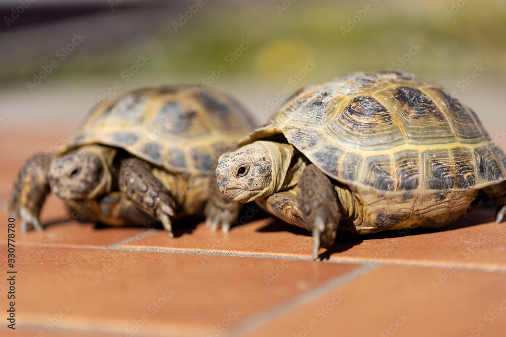 Obraz premium Couple of wild land turtle on the floor. Front shot