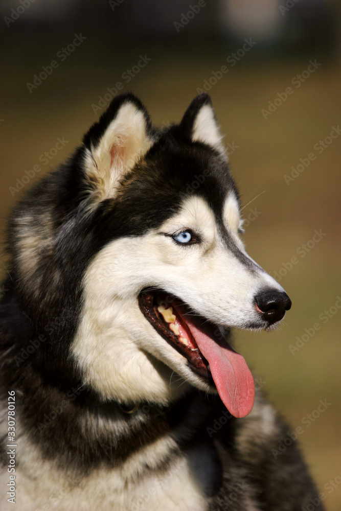 Husky dog portrait with tongue out in summer