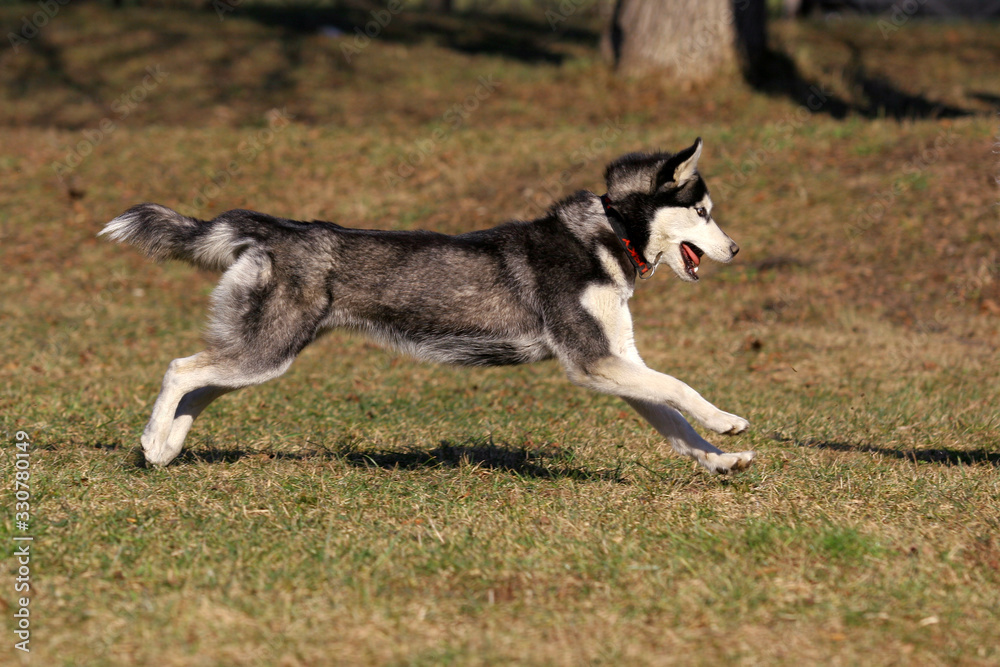 Husky dog runs on the grass in summer
