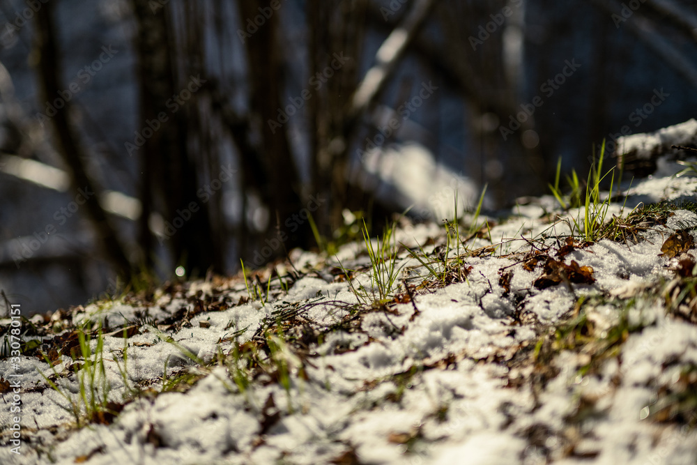snow covered tree trunks and vegetation in abstract lush texture