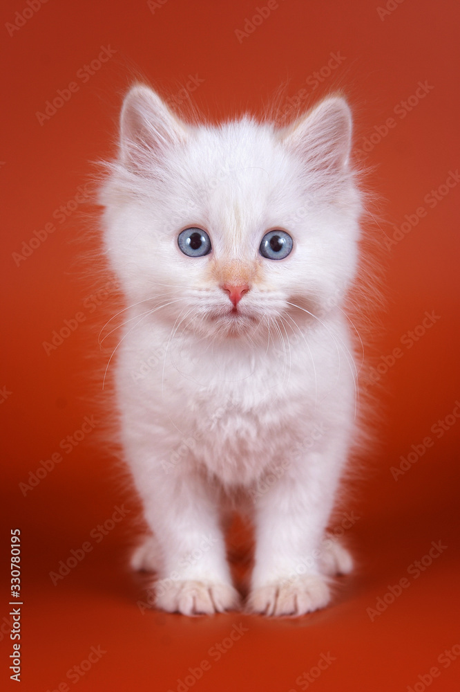 white fluffy kitten with a pink nose on an orange background