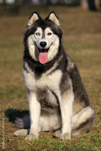 Husky dog sits on the grass in summer