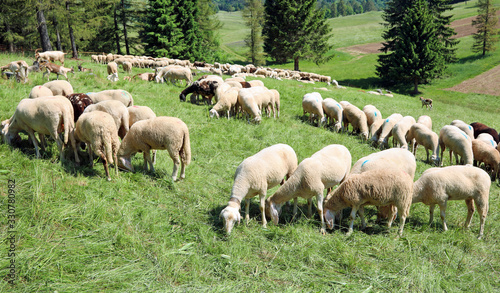 sheep grazes on the moutain meadow