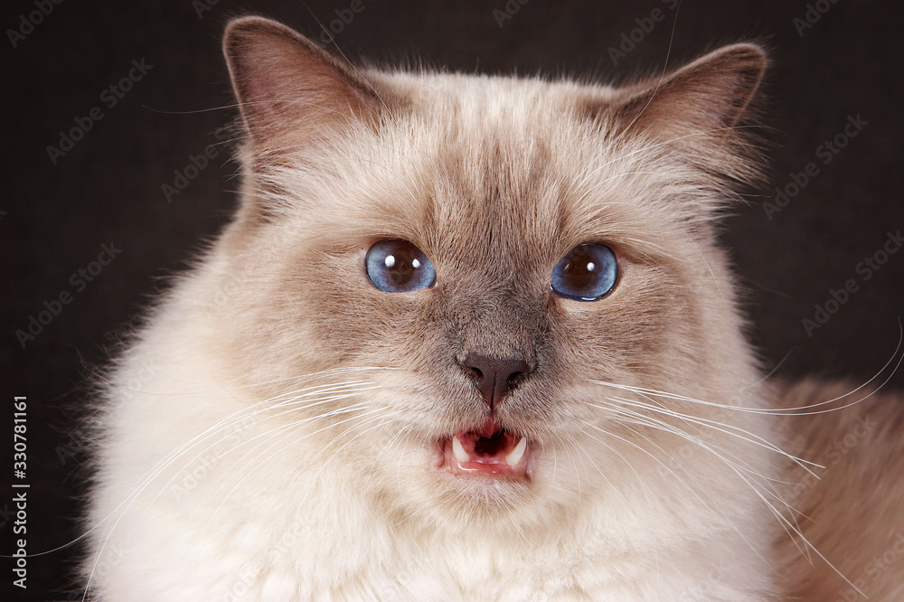 Portrait of a brown fluffy cat Neva Masquerade Siberian