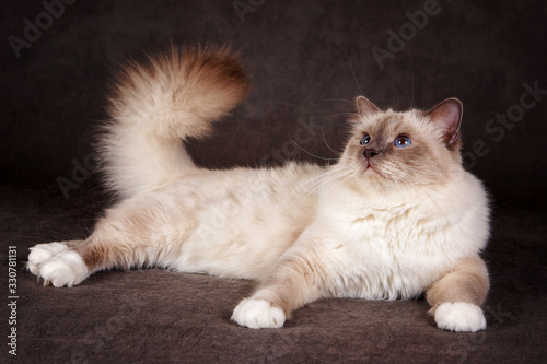Brown fluffy cat Neva Masquerade Siberian