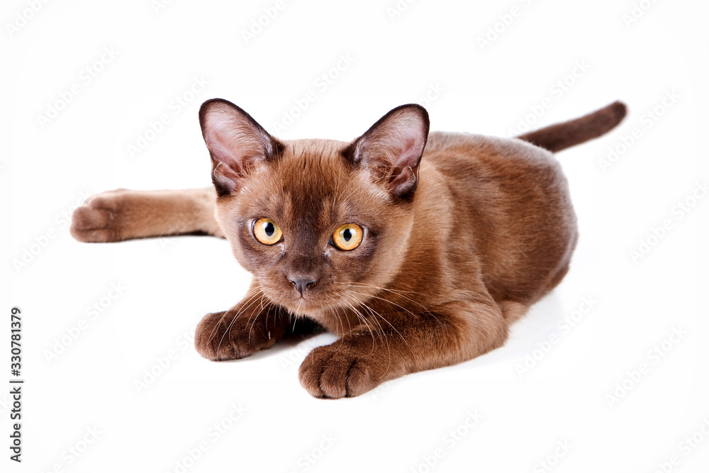 Burma brown kitten (isolated on white)