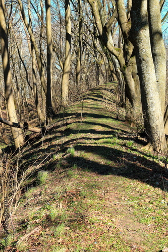 forest trail on a sunny spring day